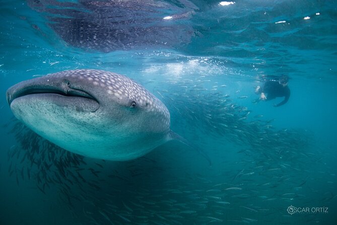Snorkel with whale sharks includes equipment & transportation - Breakfast, lunch, and snorkeling equipment