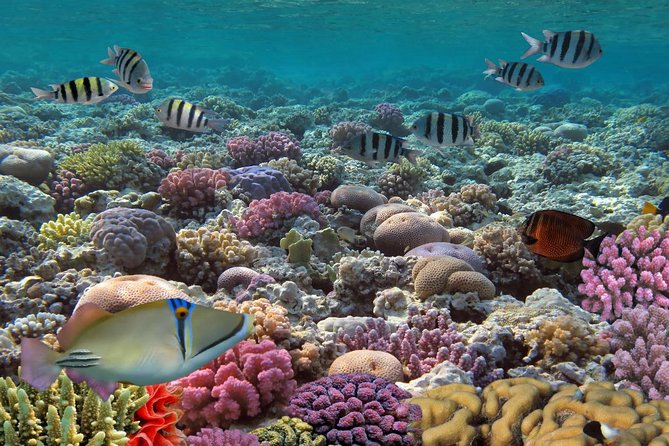 Snorkeling Adventure at Isla Mujeres Includes Lunch and Open Bar - Lunch, drinks, and the private beach club