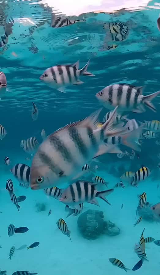 Snorkeling and swimming with dolphins in mnemba island - Why Mnemba Atoll makes a good morning trip