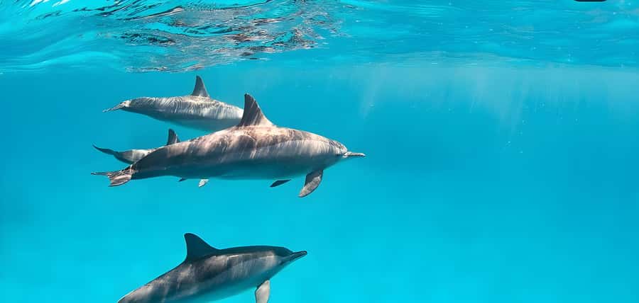 Snorkeling and swimming with dolphins in mnemba island - The 30-minute boat ride to Mnemba Island