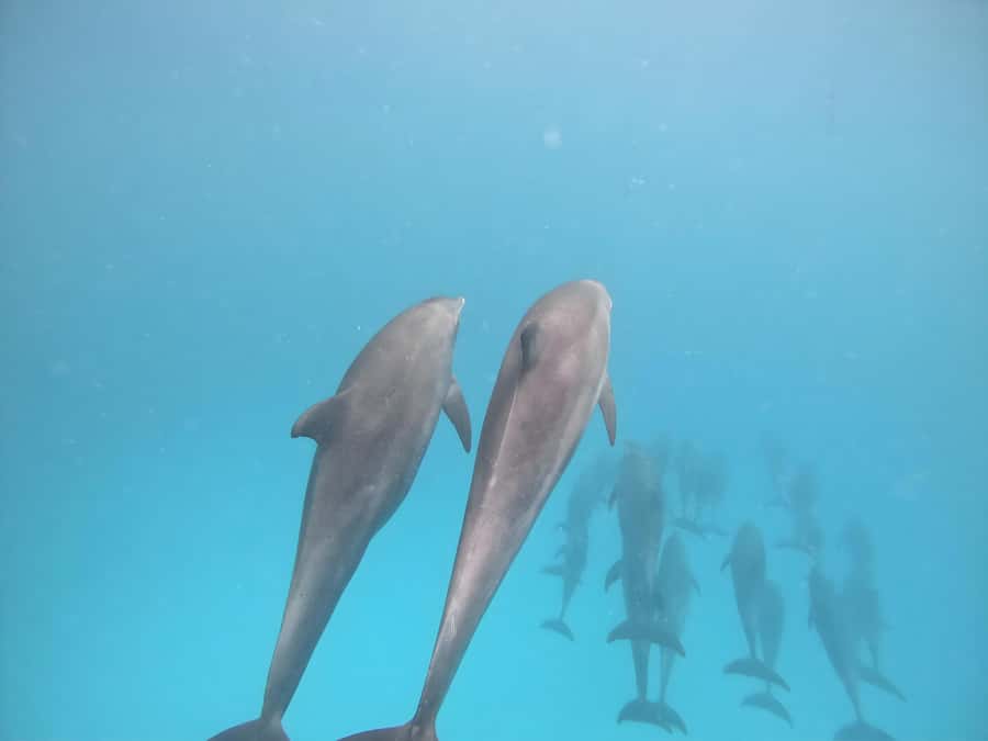 Snorkeling and swimming with dolphins in mnemba island - The crew and overall organization