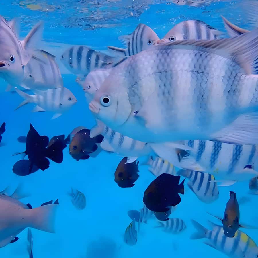 Snorkeling and swimming with dolphins in mnemba island - Starting from Muyuni Beach or Nungwi