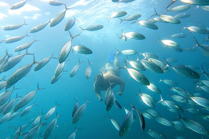 Snorkeling and whale watching Tour in Cabo - Whale and dolphin watching along the bay