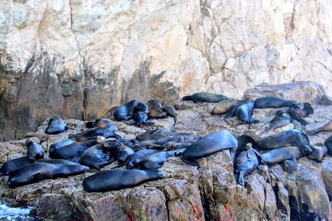 Snorkeling and whale watching Tour in Cabo - Price, timing, and who gets the best value