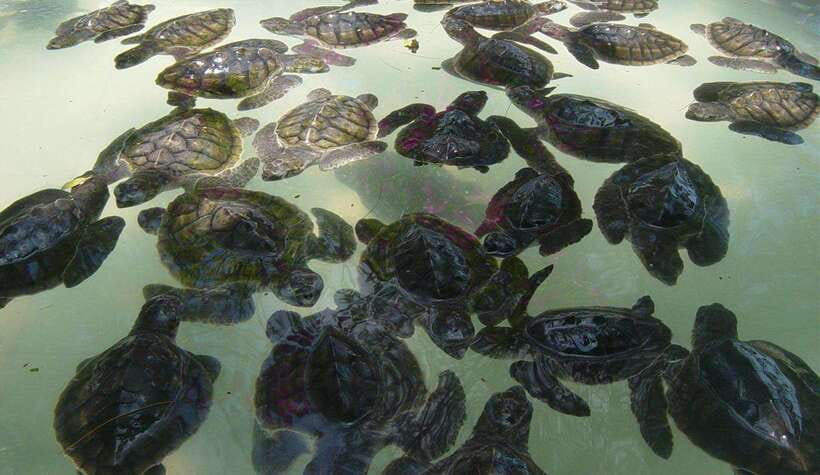 Snorkeling around 3 island & turtle sanctuary - Key Points to Know Before You Book