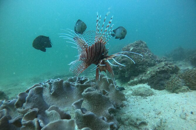 Snorkeling at Dimaniyat Islands and Dolphin Watching - Passing Al Alam Palace on the way back