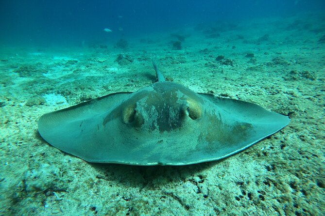 Snorkeling at Dimaniyat Islands and Dolphin Watching - Is $87 a fair price?