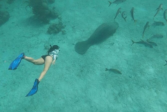 Snorkeling at Hol Chan Marine Reserve and Shark Ray Alley - Key points at a glance