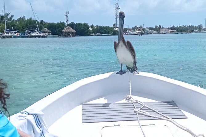 Snorkeling at Hol Chan Marine Reserve and Shark Ray Alley - Two Belize sights in one short boat trip