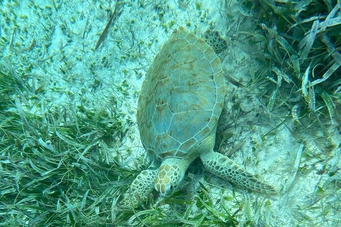 Snorkeling at Hol Chan Marine Reserve and Shark Ray Alley - Is $80 a fair price?