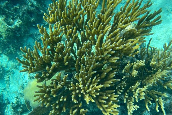 Snorkeling at Hol Chan Marine Reserve and Shark Ray Alley - Timing, weather, and cancellation details