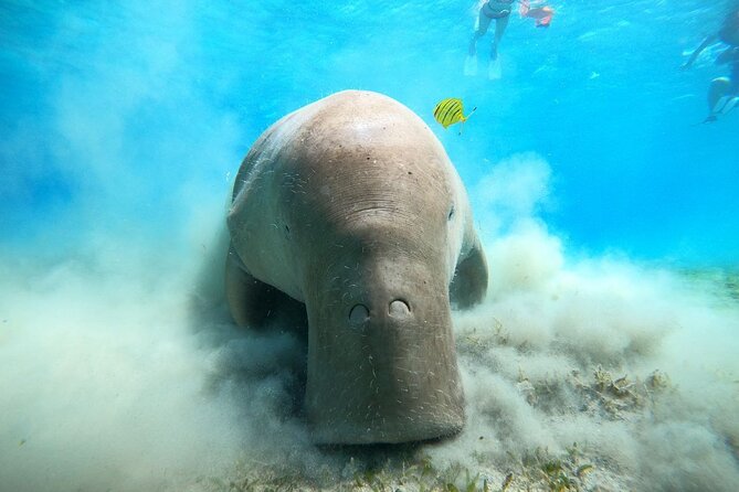 Snorkeling Boat Trip with Dugongs and Turtles in Marsa Alam - Key Points Before You Book