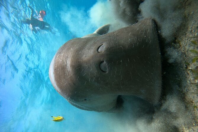 Snorkeling Boat Trip with Dugongs and Turtles in Marsa Alam - What the Reef Stop May Be Like