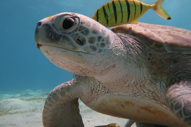 Snorkeling Boat Trip with Dugongs and Turtles in Marsa Alam - Lunch on the Boat Keeps the Day Moving