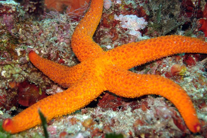 Snorkeling - By boat on site in the Bay of Cannes or Estérel - Key points at a glance