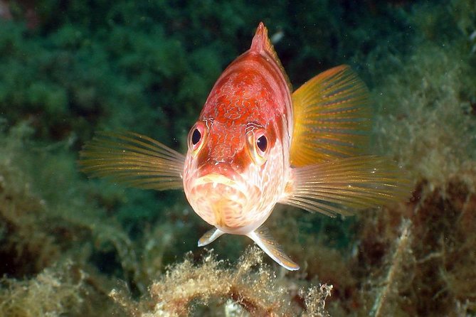 Snorkeling - By boat on site in the Bay of Cannes or Estérel - How the boat and water conditions affect the day