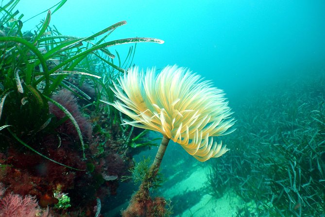Snorkeling - By boat on site in the Bay of Cannes or Estérel - Who will enjoy this outing most?