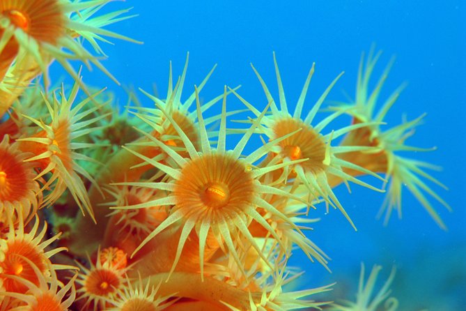 Snorkeling - By boat on site in the Bay of Cannes or Estérel - What the snorkeling stop is really like