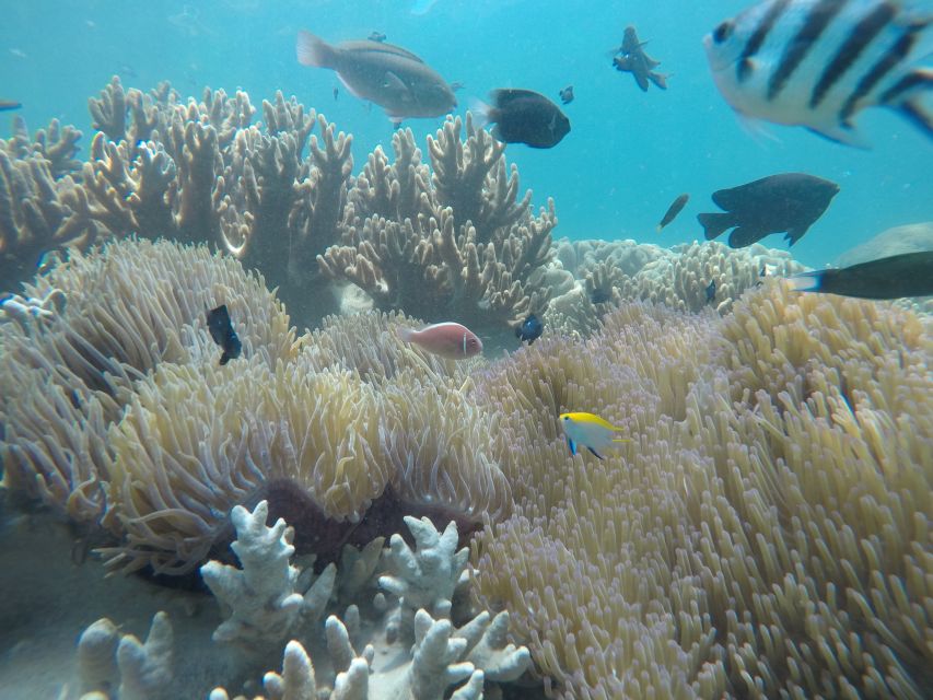 Snorkeling Cham Island: Snorkeling Tour by Speed Boat - Key points to know before booking