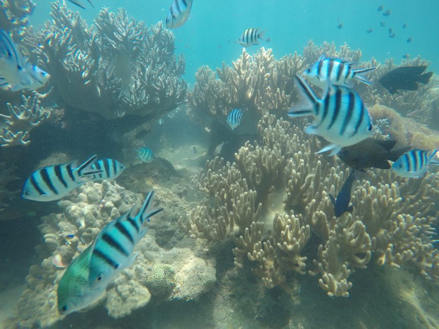 Snorkeling Cham Island: Snorkeling Tour by Speed Boat - FAQ