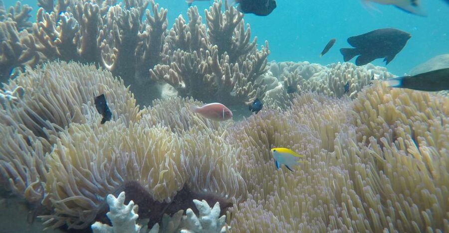 Snorkeling Cham Island: Snorkeling Tour by Speed Boat - From Da Nang or Hoi An to Cua Dai Wharf