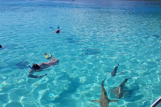 Snorkeling excursion, discovery of the lagoon, small group. - Stop one: a slow tow through turtle country