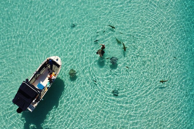 Snorkeling excursion, discovery of the lagoon, small group. - Stop two: rays and blacktip reef sharks at the sandbank