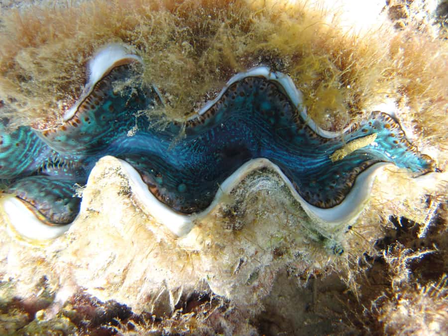 Snorkeling Excursion in Blue Bay Marine Park - Why Blue Bay Marine Park Is Worth Your Time