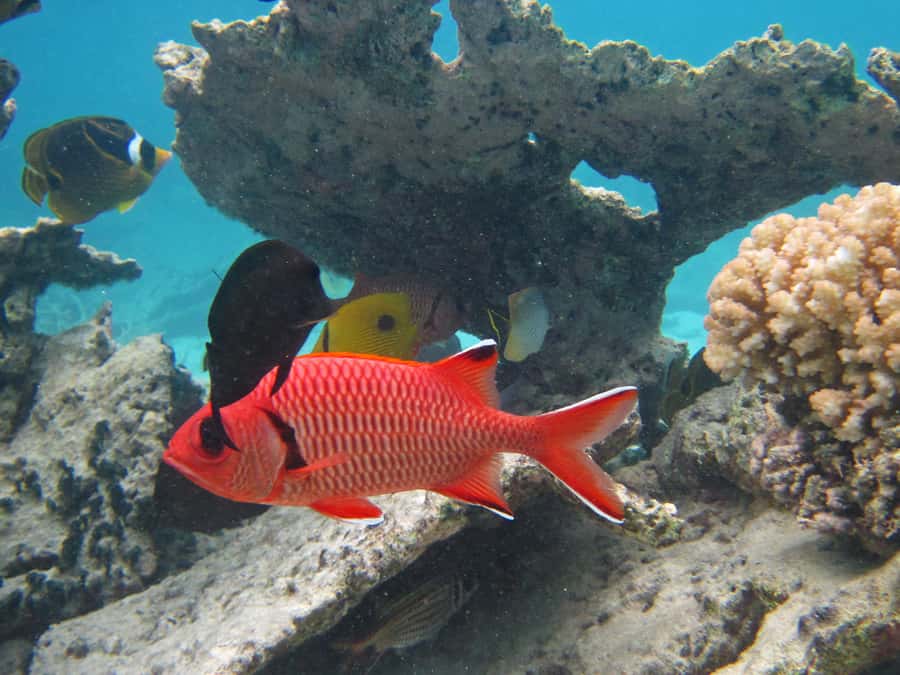 Snorkeling Excursion in Blue Bay Marine Park - What the Glass-Bottom Boat Adds