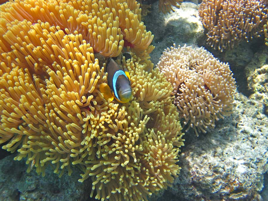 Snorkeling Excursion in Blue Bay Marine Park - How Much Time You Actually Get in the Water