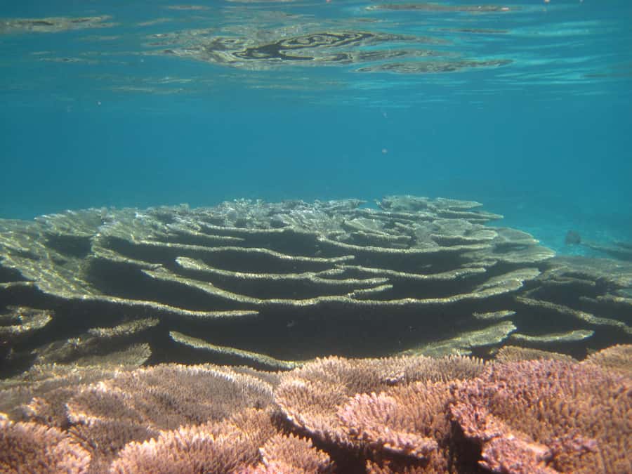 Snorkeling Excursion in Blue Bay Marine Park - Guides, Explanations, and Family Use