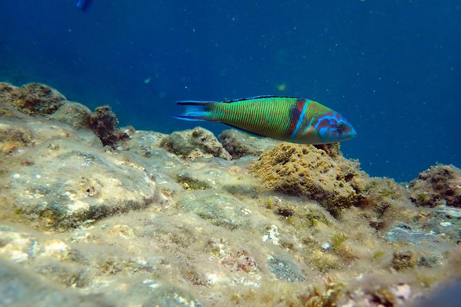 Snorkeling excursion in Isla de Tabarca - Starting at the Santa Pola diving center