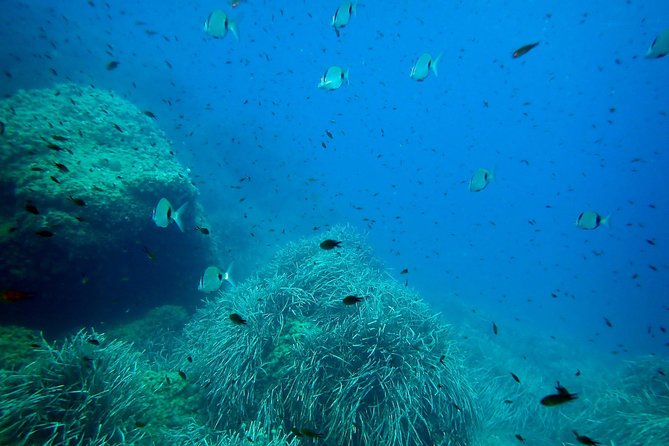 Snorkeling excursion in Isla de Tabarca - Who will get the most from this excursion?