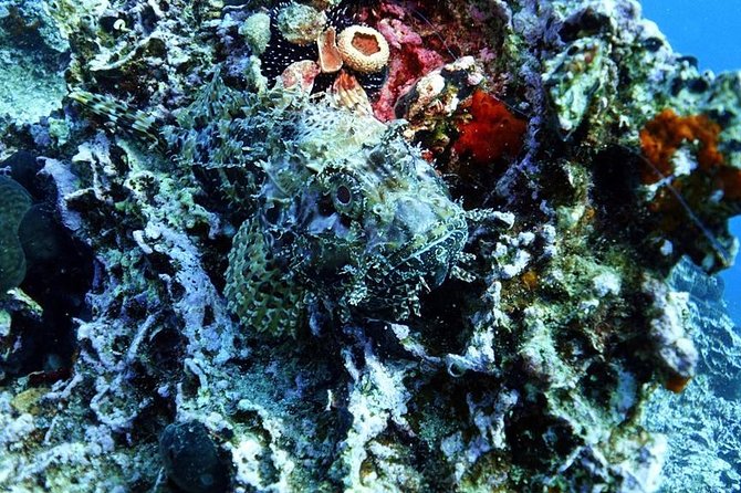 Snorkeling Fun Adventure in Athenian Riviera - Is $204.70 per person good value?