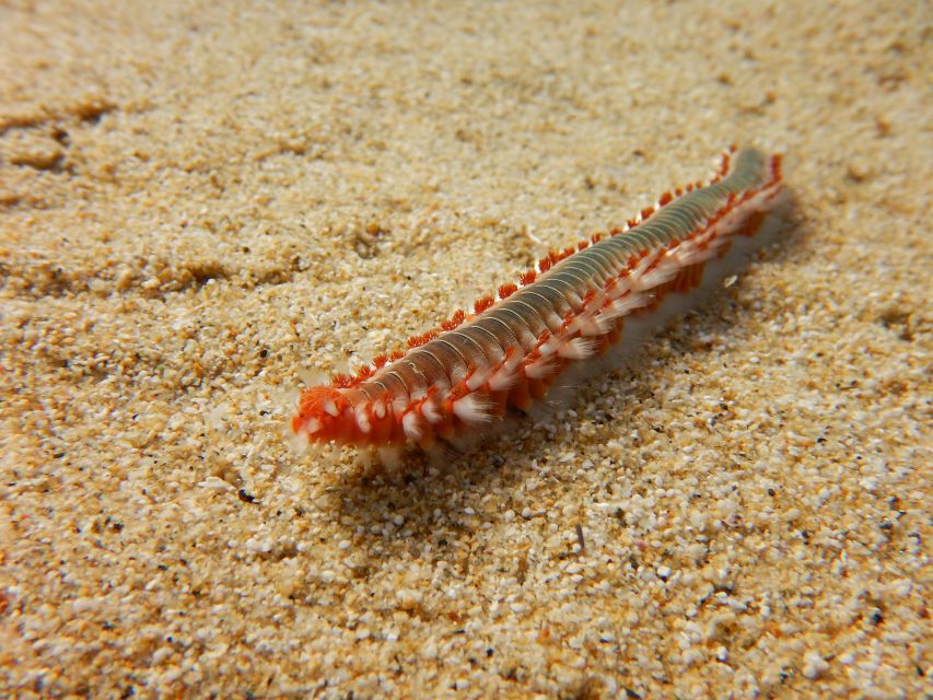Snorkeling guided tour in beautiful Marathopoli - Small details that improve the outing