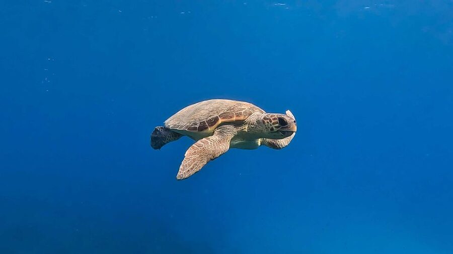 Snorkeling guided tour in beautiful Marathopoli - Starting at Scuba Turtles Dive Center