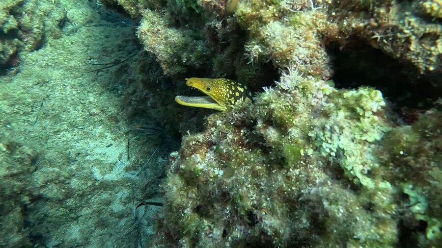 Snorkeling guided tour in beautiful Marathopoli - One hour around the Home Reef
