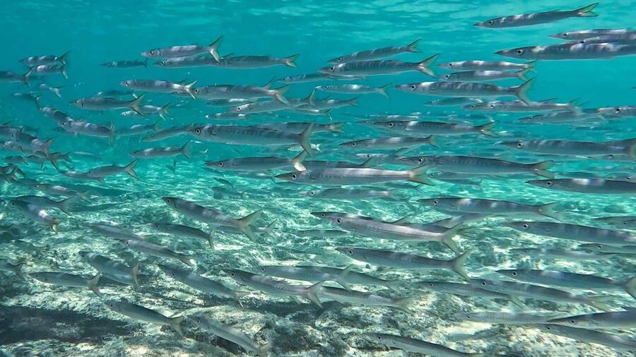 Snorkeling guided tour in beautiful Marathopoli - What makes the marine life worth noticing