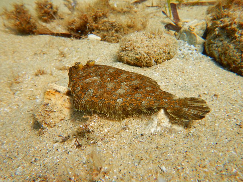 Snorkeling guided tour in beautiful Marathopoli - Is $82 a fair price?
