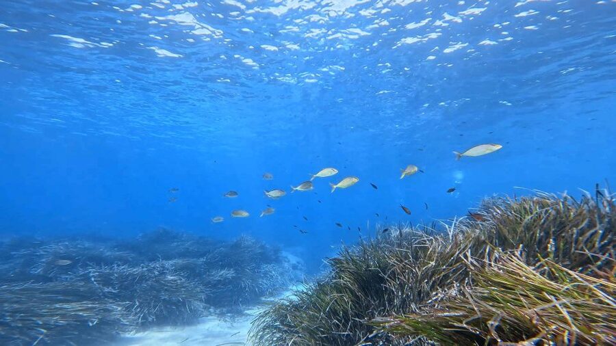 Snorkeling guided tour in beautiful Marathopoli - The short walk to Skalákia Rocky Beach
