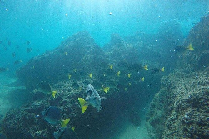 Snorkeling in Cabo San Lucas on 35' Sea Amore Trimaran - Safety, Service, and the Feel of the Crew