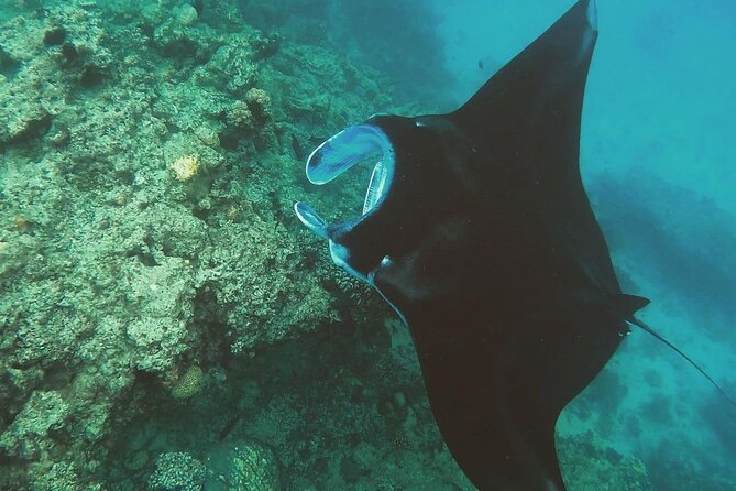 Snorkeling In Nusa Penida And Uluwatu Sunset Tours - Gamat Bay for a quieter pause
