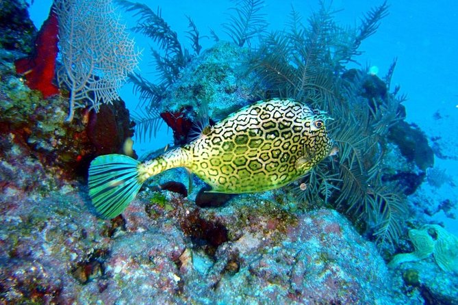Snorkeling in Puerto Morelos - What the boat trip feels like
