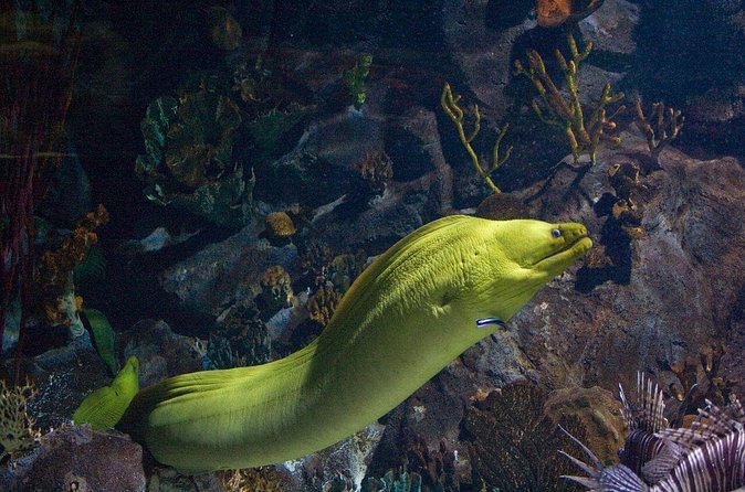 Snorkeling in Puerto Morelos - The guides shape the experience