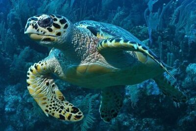 Snorkeling in Puerto Morelos