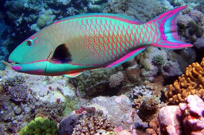 Snorkeling in Puerto Morelos - Getting to Puerto Morelos and spending time afterward