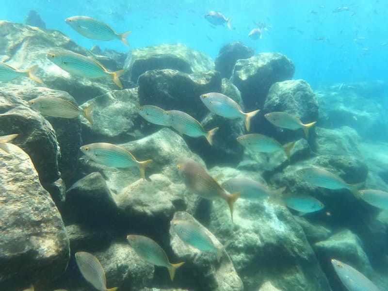 Snorkeling in tenerife south: Discover the underwater world - Five useful things to know before you book