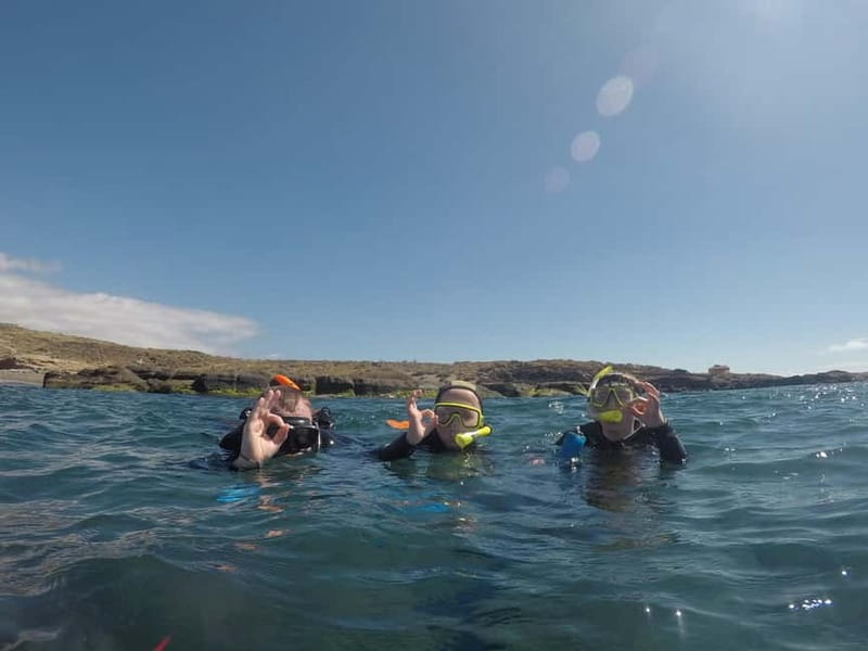Snorkeling in tenerife south: Discover the underwater world - One hour in Tenerife’s underwater world