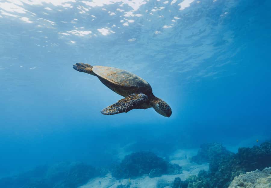 Snorkeling in The Red Sea With Equipment And Free Transfer - Aqaba is the practical base for Red Sea snorkeling
