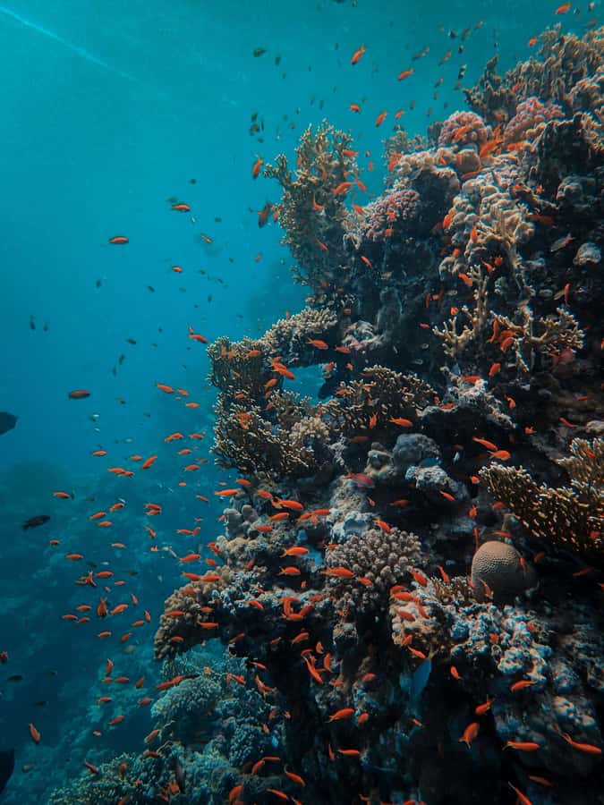 Snorkeling in The Red Sea With Equipment And Free Transfer - Coral, fish, and the unusual underwater sights